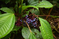 Miconia procumbens