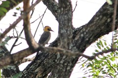 Colaptes campestris campestris