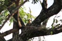 Colaptes campestris campestris