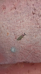 Photinus signaticollis