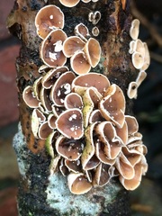 Schizophyllum amplum