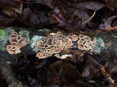 Schizophyllum amplum