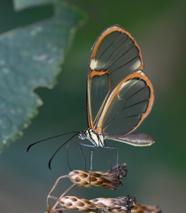 Episcada hymenaea hymenaea