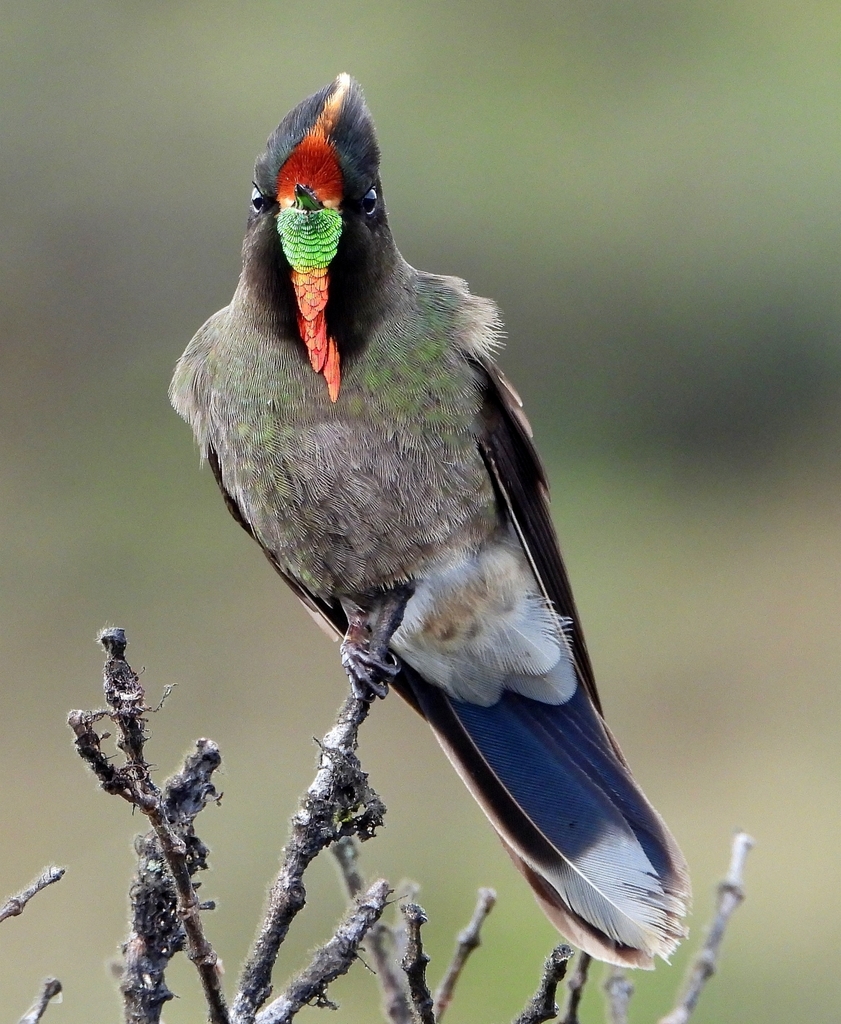 Rainbow-bearded Thornbill photo