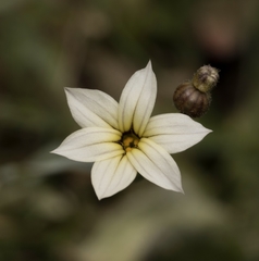Sisyrinchium chilense