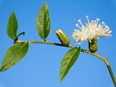 Lepidaploa tarijensis