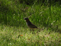 Zonotrichia capensis