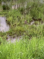 Vanellus vanellus