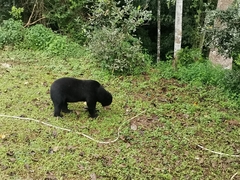 Helarctos malayanus malayanus