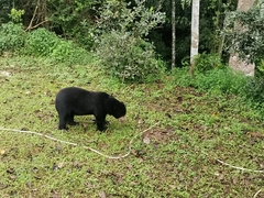 Helarctos malayanus malayanus