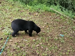 Helarctos malayanus malayanus