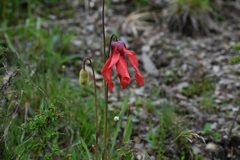 Meconopsis punicea