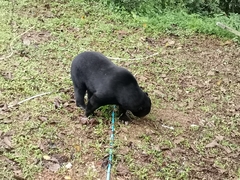 Helarctos malayanus malayanus