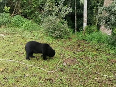 Helarctos malayanus malayanus