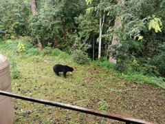 Helarctos malayanus malayanus