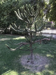 Araucaria araucana
