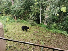 Helarctos malayanus malayanus