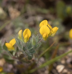 Acmispon subpinnatus