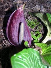 Arum pictum