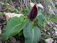 Arum pictum