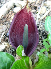 Arum pictum