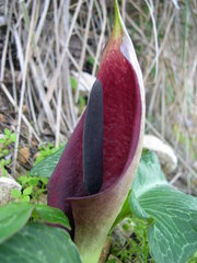Arum pictum