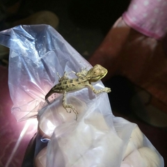 Calotes versicolor