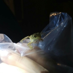 Calotes versicolor
