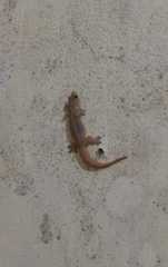Gehyra mutilata