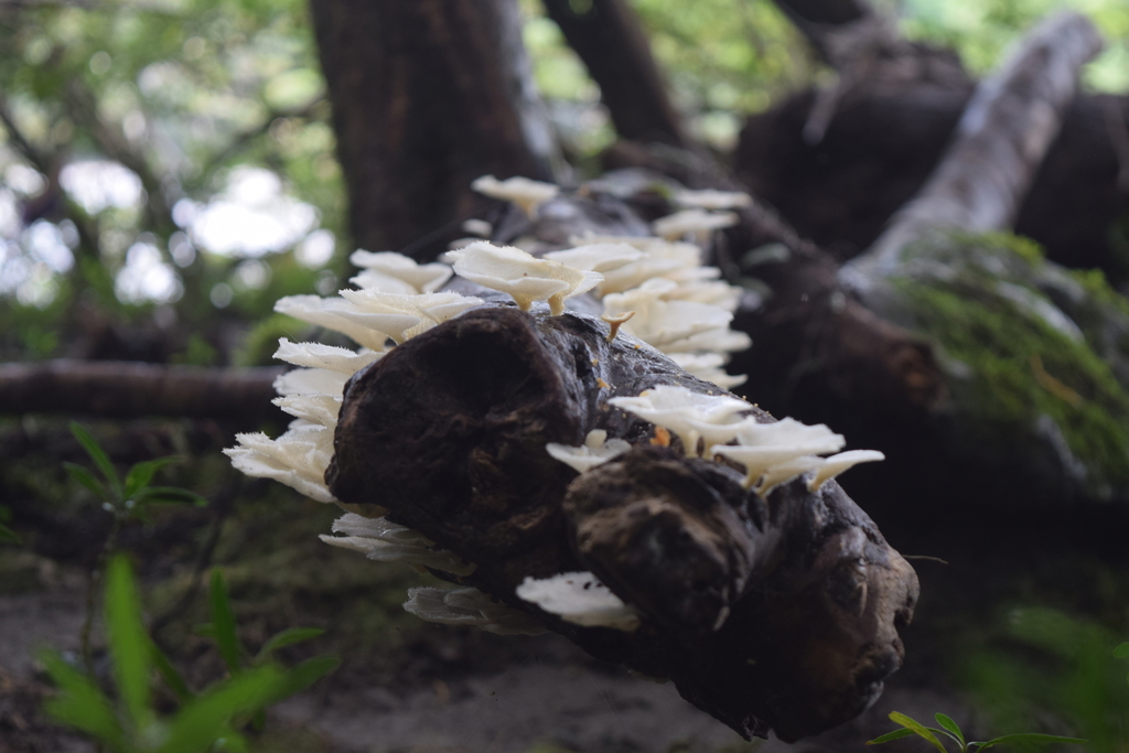 Favolus brasiliensis · November 2021 · photo: © ignaciomoreiracorral (iNaturalist, cc-by-nc)