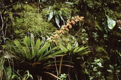 Guzmania multiflora