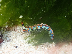 Thuridilla picta