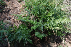 Asplenium cuneifolium