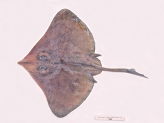 Dipturus grahamorum