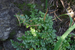 Asplenium cuneifolium