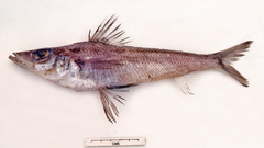 Chlorophthalmus acutifrons