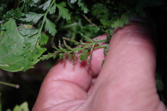 Asplenium cuneifolium
