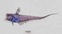 Lucigadus microlepis