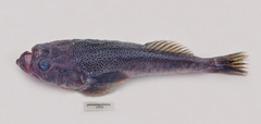Xenocephalus australiensis