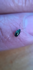 Chrysomelidae
