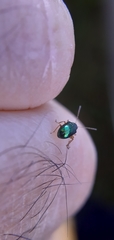 Chrysomelidae