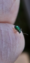 Chrysomelidae