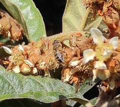 Eristalinus taeniops