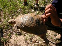 Testudo graeca