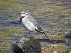 Motacilla alba