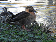 Anas platyrhynchos × zonorhyncha