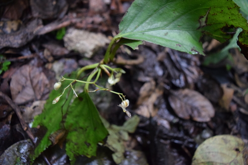 Begonia maynensis, photograph 4