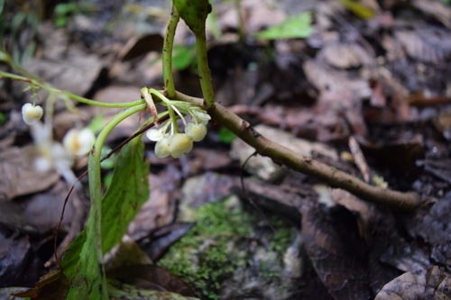 Begonia maynensis, photograph 5