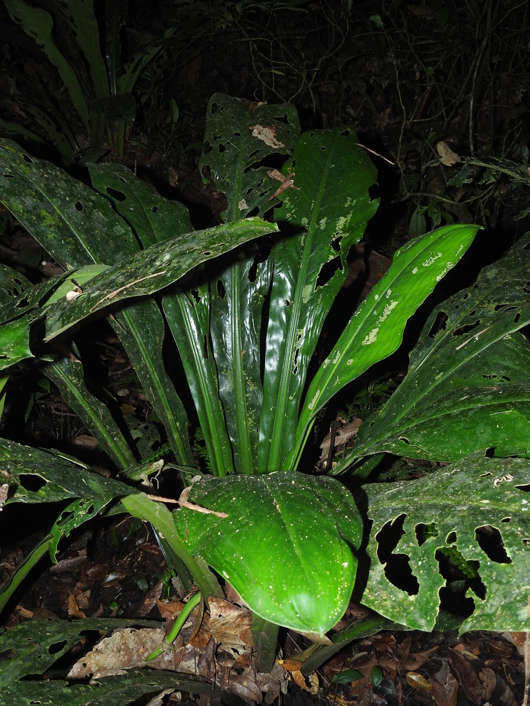 Dieffenbachia paludicola