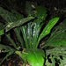 Dieffenbachia paludicola - Photo (c) Sébastien SANT, some rights reserved (CC BY-NC), uploaded by Sébastien SANT